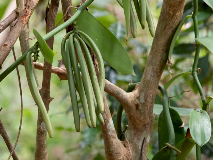 Read more about the article The Worldwide Vanilla Market Industry is Expected to Reach $1.9 Billion by 2028