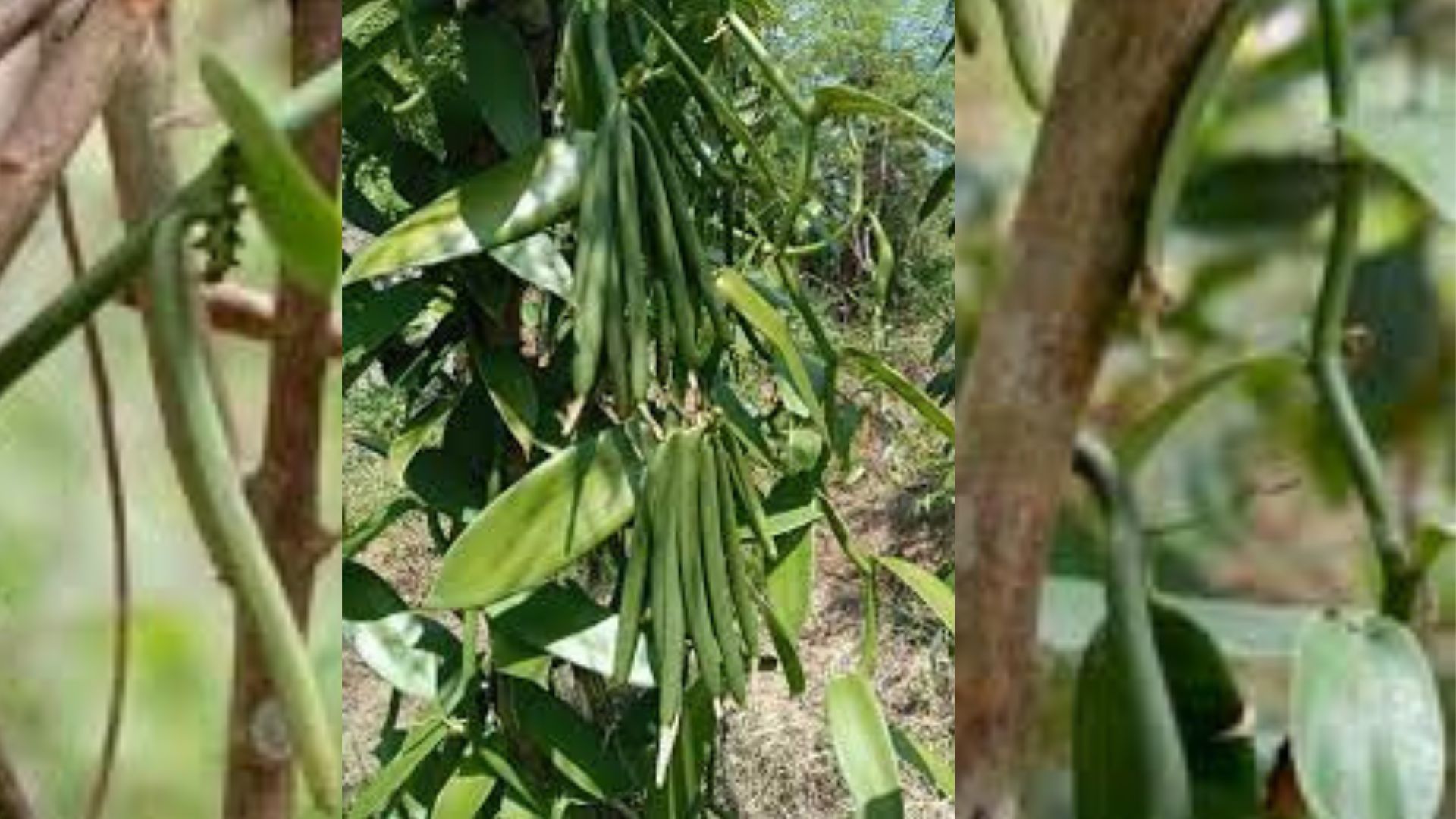 vanilla plant
